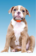 Smart GPS Pet Tracker Collar | Real-Time Location, Geofence & Activity Monitor