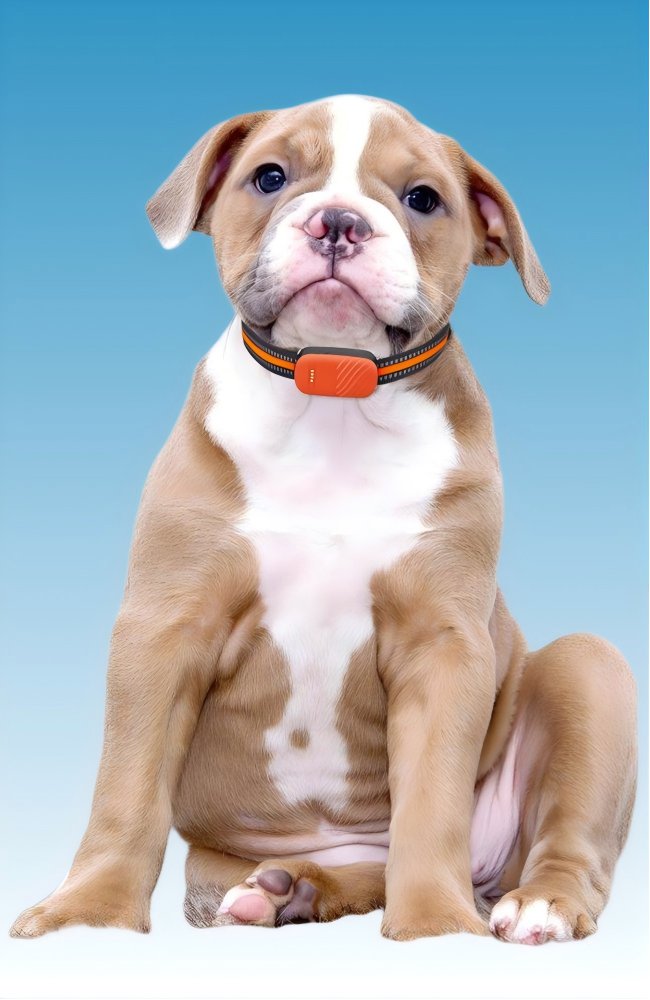 Smart GPS Pet Tracker Collar | Real-Time Location, Geofence & Activity Monitor